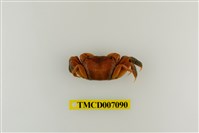 藏品(德氏仿厚蟹)的圖片